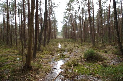 Swamp Road Free Photo Download Freeimages