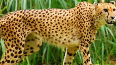 Quiz Animaux le guépard tu connais