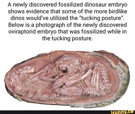 A Newly Discovered Fossilized Dinosaur Embryo Shows Evidence That Some