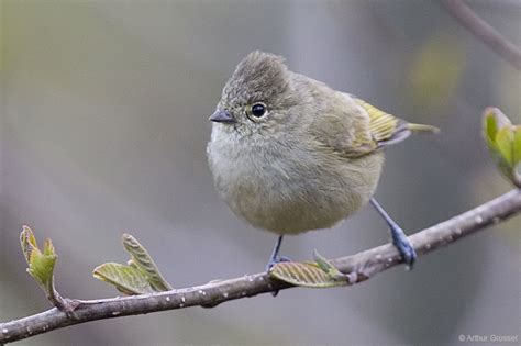 СИНИЦЕВЫЕ (Paridae): spinyful — LiveJournal