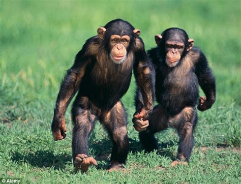 Sex Lives Of Chimpanzees Reveals When We Last Shared A Common Ancestor Daily Mail Online