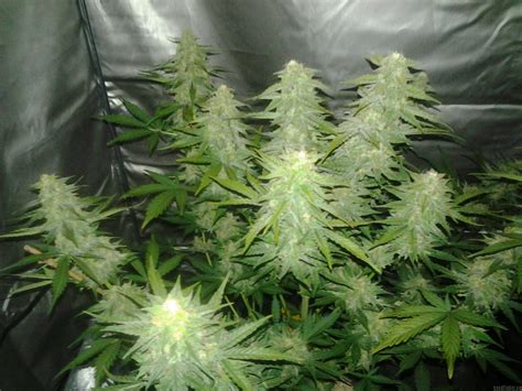 Royal Cheese Automatic Royal Queen Seeds Galería de Cannabis