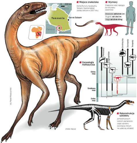 Najstarszy Praszczur Dinozaura Archiwum Rzeczpospolitej