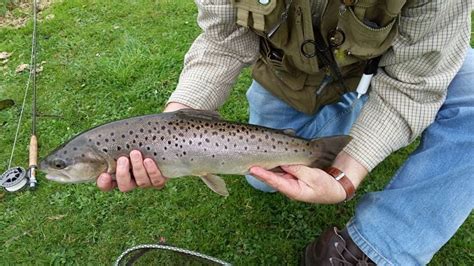 Catch Limits Boxmoor Trout Fishery