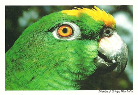 Collecting postcards from all around the world: Birds of Trinidad & Tobago