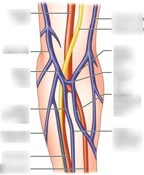 Chapter 19 Intro To Clinical Nerves Veins Arteries Labeling Diagram