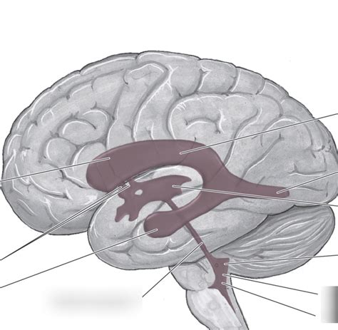 Ventricles Diagram | Quizlet