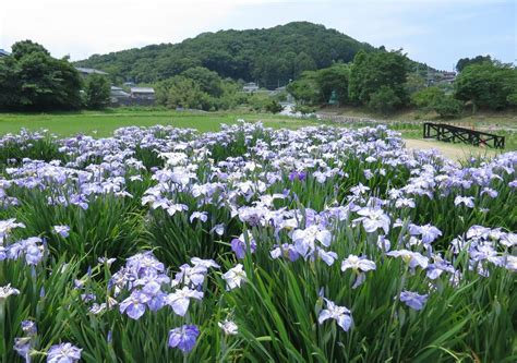 【ときがわ花菖蒲園】アクセス・営業時間・料金情報 じゃらんnet