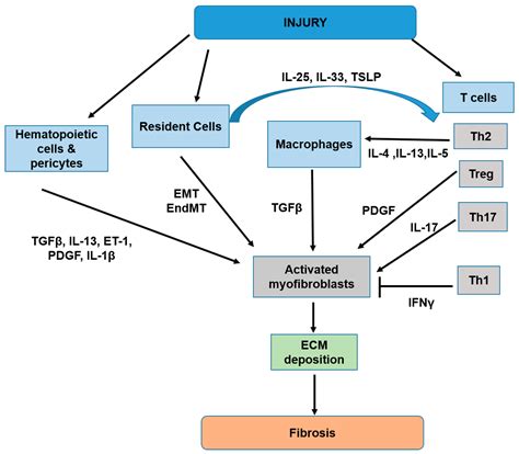 Ijms Free Full Text Interleukin 36 Cytokine Receptor Signaling A New Target For Tissue Fibrosis