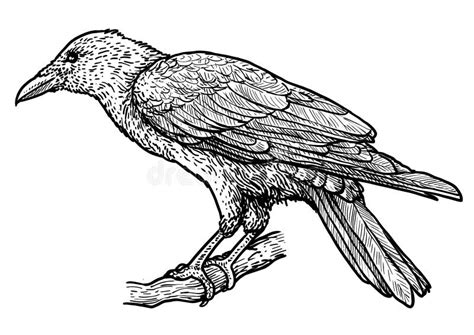 Raven Illustration Drawing Engraving Ink Line Art Vector Stock