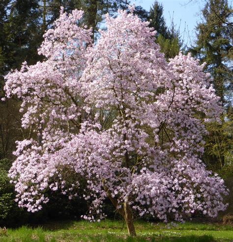 Magnolia × Loebneri Trees And Shrubs Online