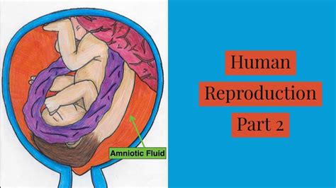 Reproduction In Humans