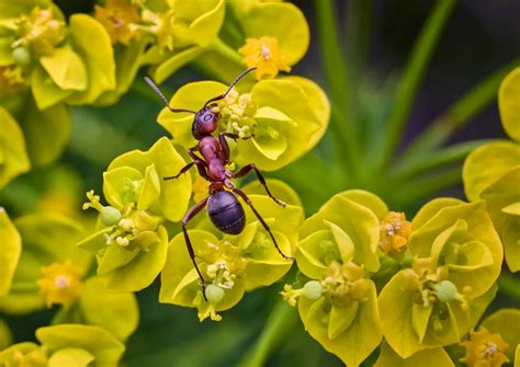 Do Insects Have Bones? | What Is an Exoskeleton? | Earth Life