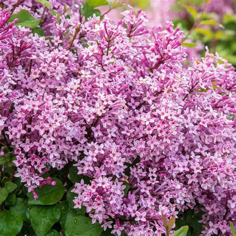 Be Right Back Lilac Shrub - Buy Reblooming Lilacs | Spring Hill