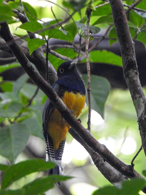 Trogonidae Gartered Trogon Male Parque Natural Metropoli Flickr