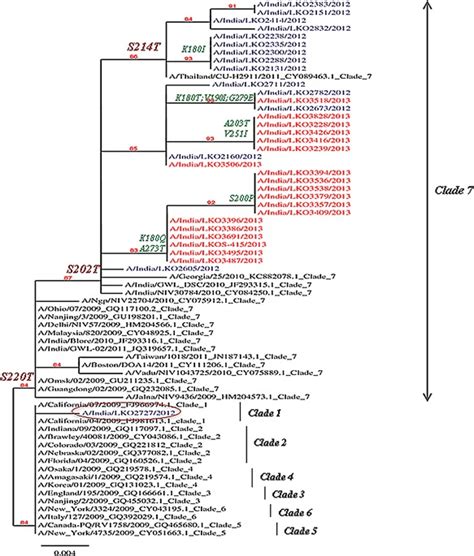 Phylogenetic Tree Of Influenza A H N Pdm Study Strains And