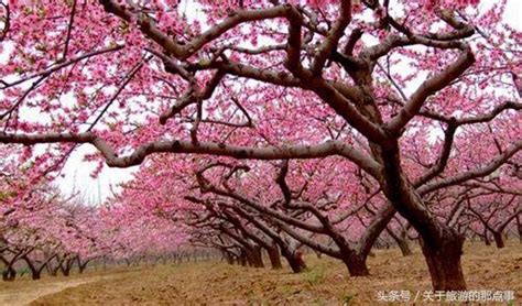 三生三世十里桃花现实桃花林