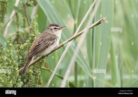 A Singing Sedge Warbler Acrocephalus Schoenobaenus Perched In A Reed