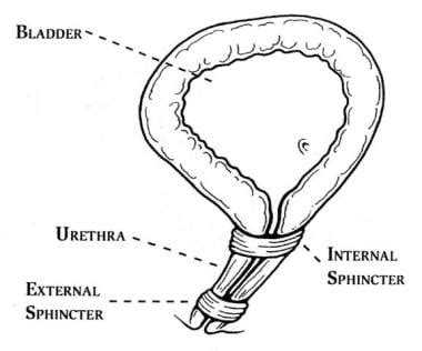 Urethra Anatomy Female Diagram