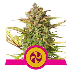 Sweet ZZ Skittles strain 🍭 Marijuana Seeds - Royal Queen Seeds USA