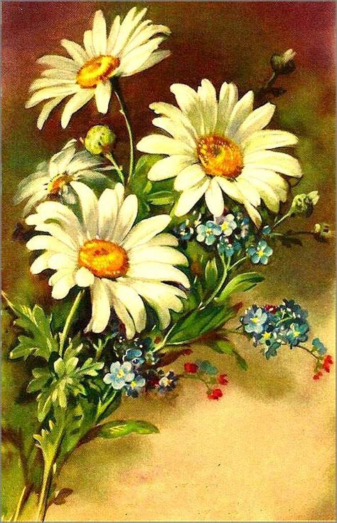 Cartes illustrées vintage fleurs marguerites Balades comtoises