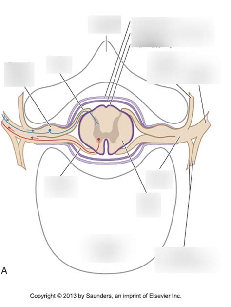 Spinal Region Diagram Quizlet