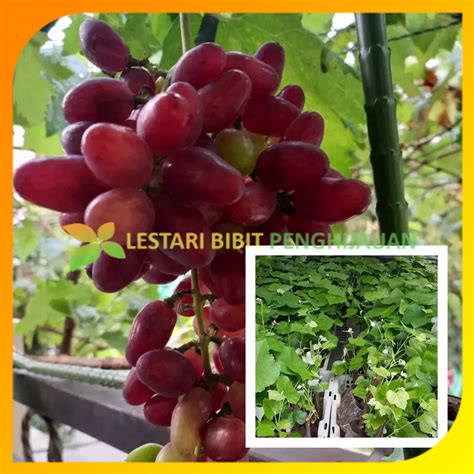 Jual Bibit Anggur Import Taldun Hasil Grafting Cepat Berbuah Shopee