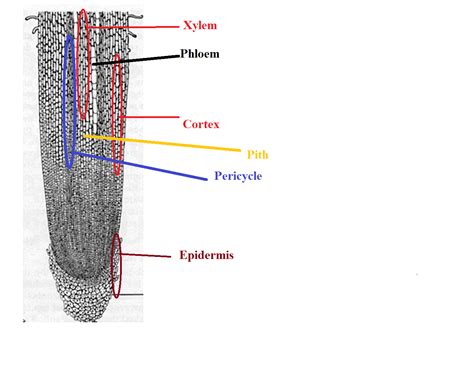 Solved 1 This Is The Longitudinal Section Of Allium Root Tip Label