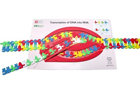 Dna Transcription Model