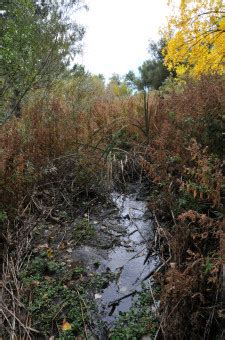 Darmowe Zdj Cia Natura Las Trawa Ska A Bagno Ro Lina Trawnik