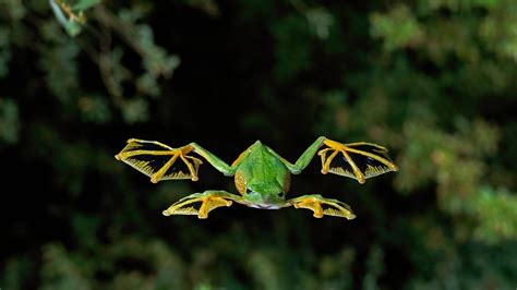 photography, Bing, frog, amphibian, animals, nature, HD Wallpaper ...