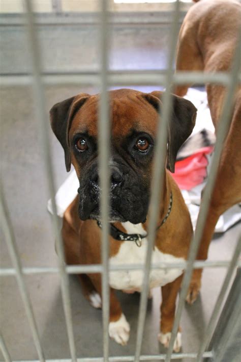 Boxer Puppies For Adoption In Az