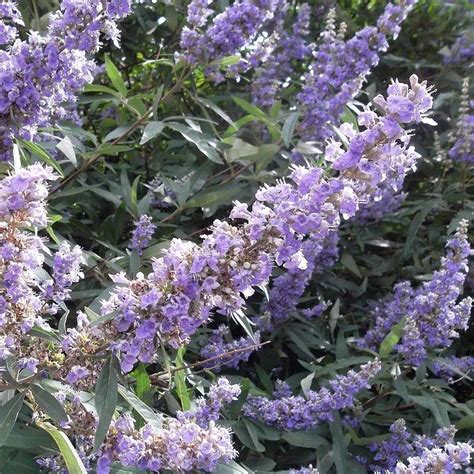 Gattilier Vitex Agnus Castus Latifolia Arbre Au Poivre Arbre