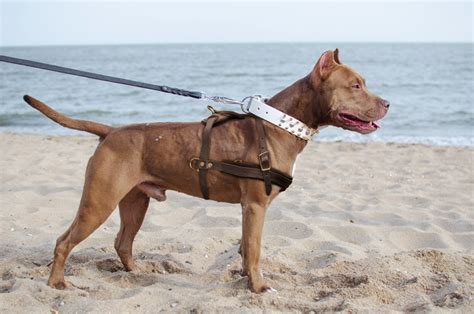 Buy Leather Dog Pulling Harnesstracking Dog Harness