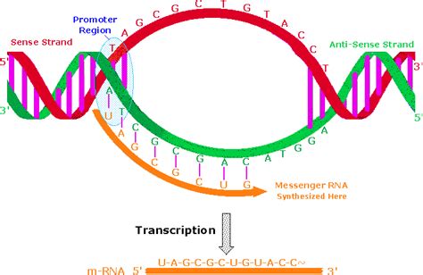 Nucleic Acids Chemistry Libretexts