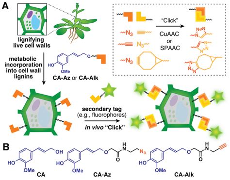 (A) General strategy for metabolic labeling of plant cell wall lignins... | Download Scientific ...