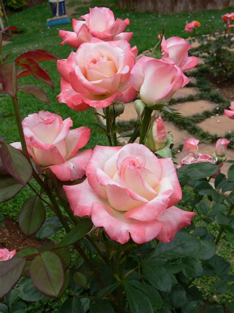 Hybrid Tea Rose Bush Everything You Need To Know