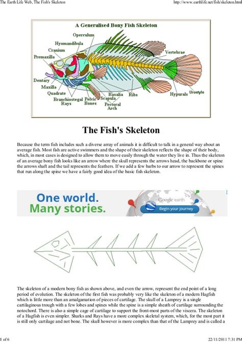 Fish skeleton