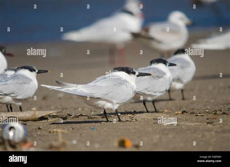 Sandwich Terns Thalasseus Sandvicensis Resting On Beach Andalusia