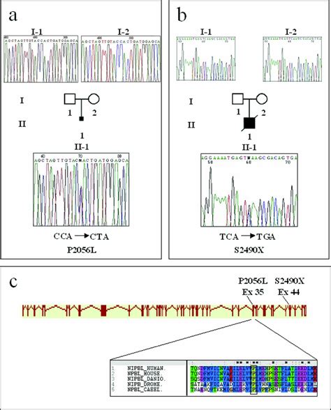 Pedigree Of Cases A And B Electropherograms From The Fetus A