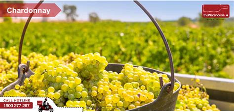 Top 10 Popular White Wine Grape Varieties In The World