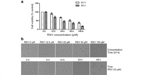 Determination Of Cytotoxicity And Morphological Changes Of Hl Cells