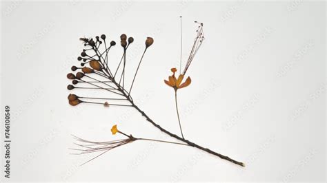 Pressed And Dried Yellow Flower Of Caesalpinia Pulcherrima Flowers