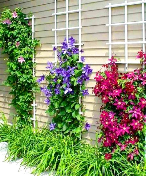 How To Grow Clematis Copperstate News