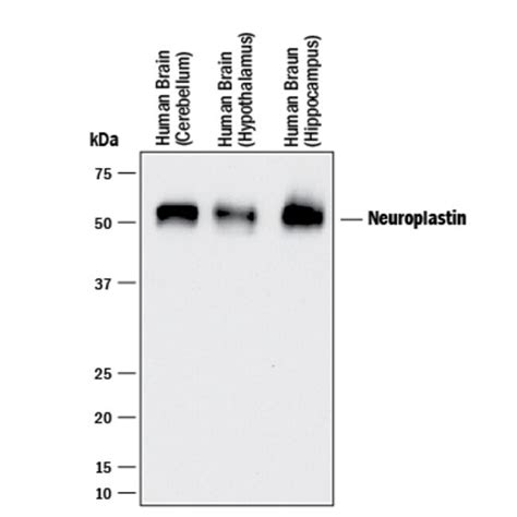 Human Neuroplastin Isoform 1 Antibody R D Systems 100μg Unlabeled