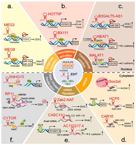 Cells Free Full Text Insights Into Biological Role Of Lncrnas In