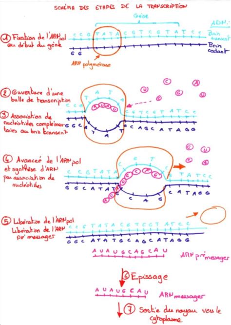 Chapitre Lexpression De Linformation G N Tique Svt