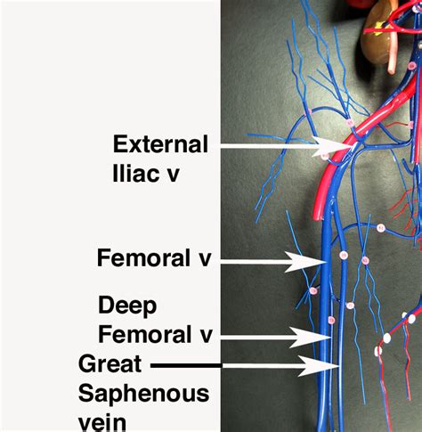 Great Saphenous Vein Model