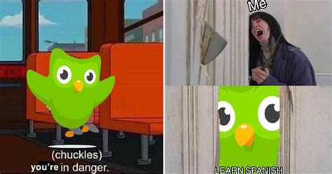 Evil Duolingo Owl Memes and Backstory That'll Boost Your Knowledge ...