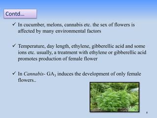 Sex Determination In Plants PPTX